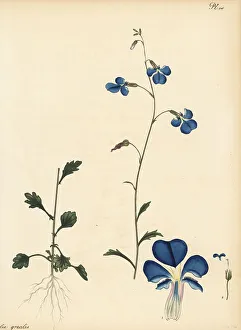 Henry Andrews Prints: Trailing lobelia, Lobelia andrewsii