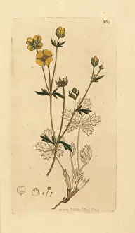 Trailing Prints: Trailing tormentil, Potentilla reptans
