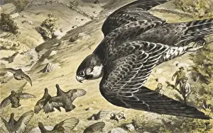 Hawk Prints: Trained Peregrine Falcon hunting