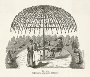 C1850 Prints: Trained Tree C1850
