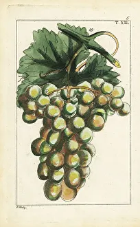 Grapes Prints: Traminar variety of grapes, Vitis vinifera