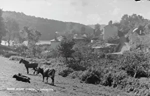 Cows Prints: Tranquil Countryside of Stoke Gabriel