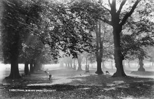 Bushy Prints: Tranquil Morning in Bushy Park