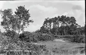 Ferns Prints: Tranquil Scene in Ashdown Forest
