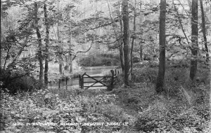 Newquay Prints: Tranquil Scene in Carnanton Woods