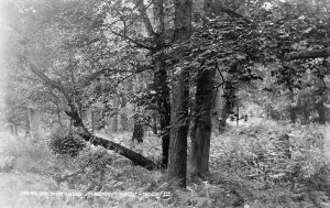 Woodlands Prints: Tranquil Scene in Henham Woods