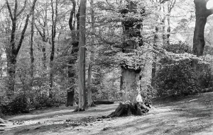 Moment Prints: Tranquil Scene in Ken Wood