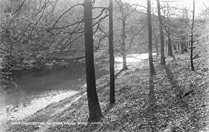 Tranquil Scene in Lower Grass Wood