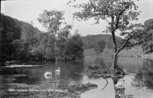 Tranquil Scene at Swanbourne Lake