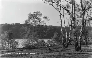 Birch Prints: Tranquil Scene at Virginia Water