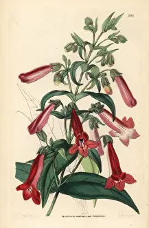 Flowered Prints: Transparent flowered Hartwegs penstemon