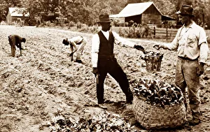 Transplanting tobacco plants at a plantation, Virginia, USA