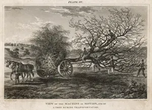 Roots Prints: Transplanting a Tree