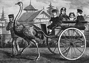 Transport / By Ostrich