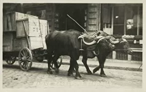 Laden Gallery: Transport by Ox Cart - Istanbul, Turkey Date: 1922