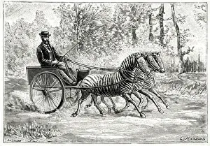 Zebra Gallery: TRANSPORT BY ZEBRA