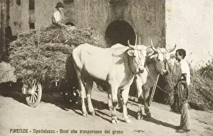 Transporting corn or wheat - Italy