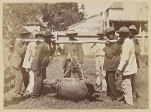 Reptilia Gallery: Transporting Giant tortoises
