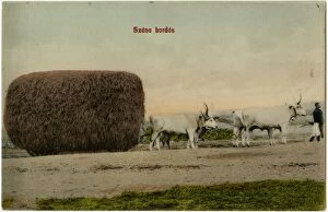 Images Dated 8th April 2016: Transporting Hay by ox cart in Hungary