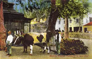 Bundles Prints: Transporting Sugar Cane - Madeira, Portugal