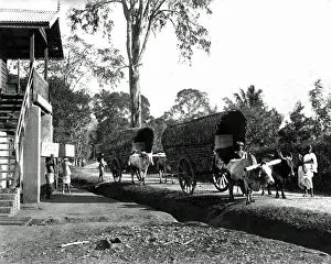 Bullock Prints: Transporting tea, India