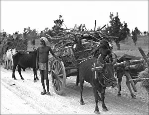 Transporting wood - India