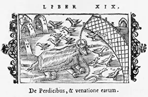 Stalking Prints: Trapping Partridges