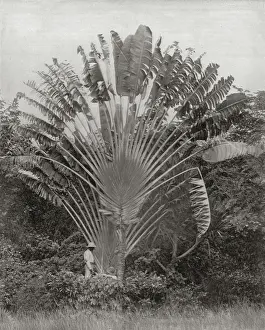 Dwarfed Prints: Travellers Palm, Jamaica