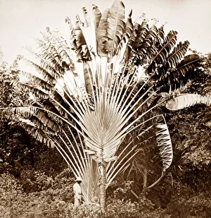 Travellers Prints: The Travellers Palm, Jamaica