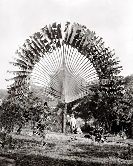 Travellers Palm Ravenala madagascariensis