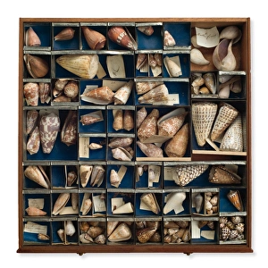 New Zealand Gallery: Tray of shells