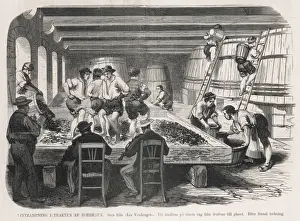 Treading the Grapes