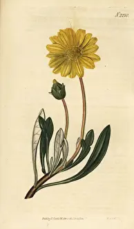 Treasure flower, Gazania rigens