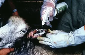 Martin Hall Prints: Treatment of ear myiasis