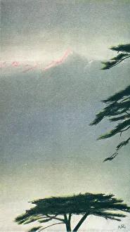 Peaks Prints: Tree Top
