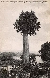 Growth Prints: Tree atop a chimney - Burlington Sugar Estate, Jamaica