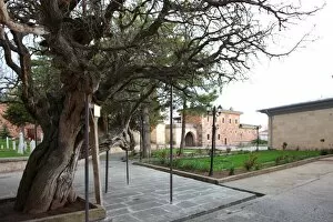 Alevi Gallery: The tree in front of Balim Sultan Tomb