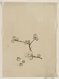 A tree branch with blossoms