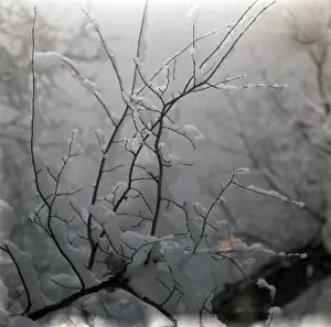 Twig Prints: Tree branches covered in snow