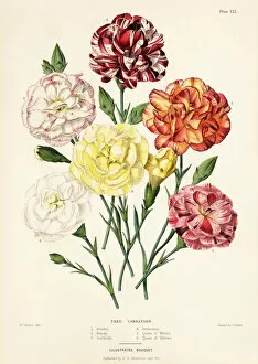 Lute Gallery: Tree carnation varieties, Dianthus caryophyllus