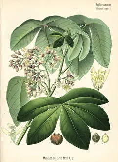 Cassava Prints: Tree cassava, Manihot carthaginensis subsp. glaziovii