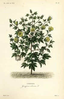 Debray Collection: Tree cotton, Gossypium arboreum