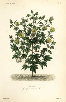 Agricoles Gallery: Tree cotton, Gossypium arboreum