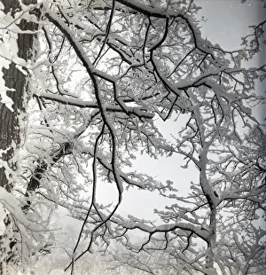Tree covered in snow