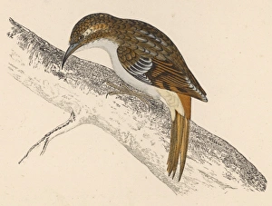 Frequently Gallery: Tree-Creeper (Morris)