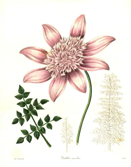 Nevitt Collection: Tree dahlia, Dahlia excelsa