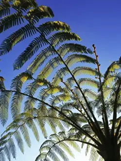 Polypodiophyta Prints: Tree fern, Sri Lanka