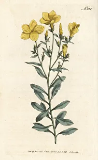 Arboreum Gallery: Tree flax, Linum arboreum