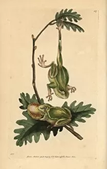 Tree frog, Hyla arborea