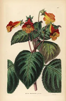 Barclay Gallery: Tree gloxinia, Kohleria amabilis